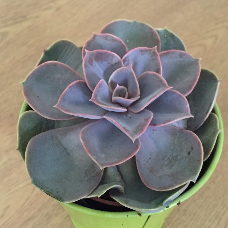 plant image 296629