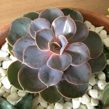 Echeveria Perle Von Nurnberg