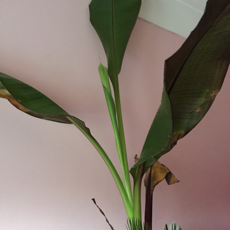 plant image 309124
