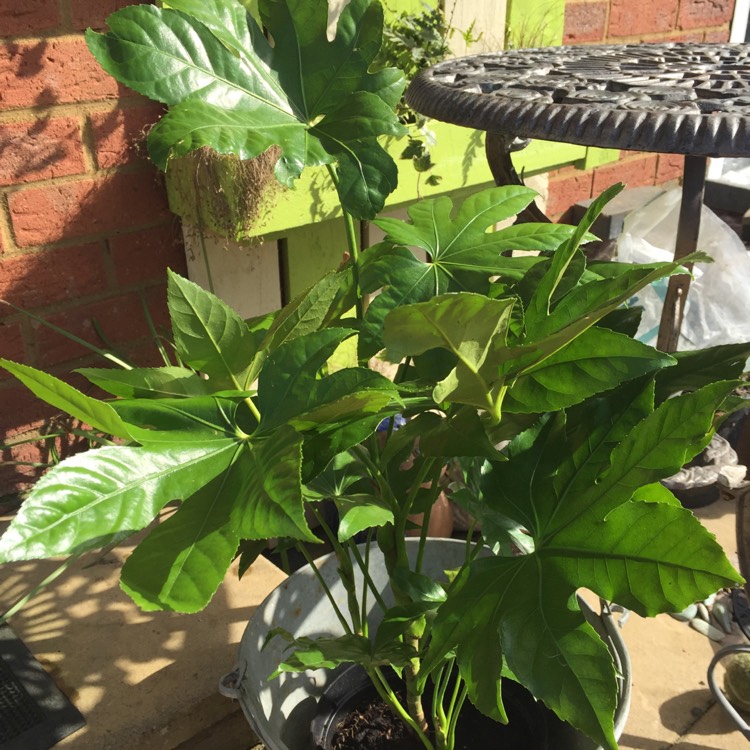 plant image 326695