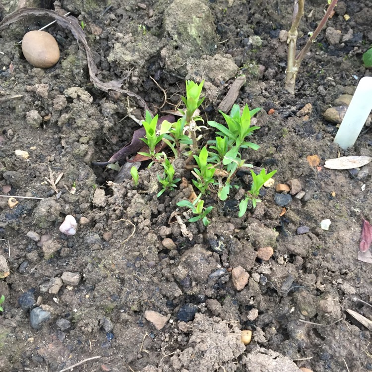 Plant image Penstemon 'Pensham Amelia Jane'