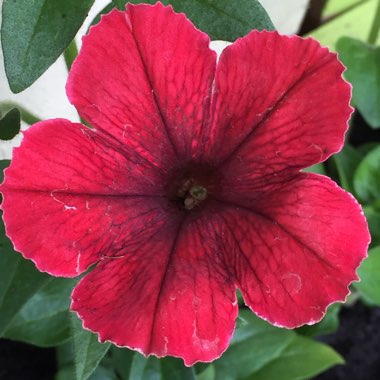 Petunia