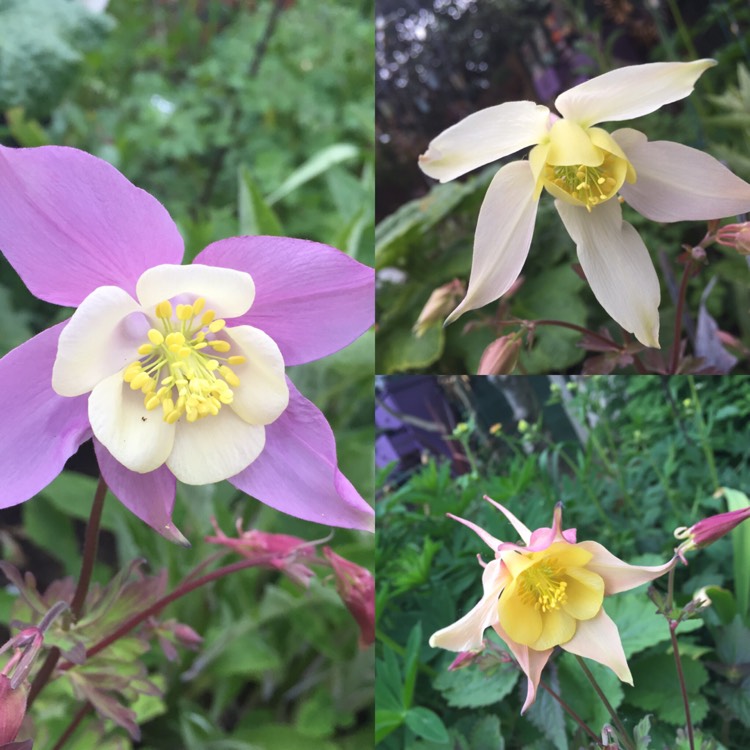 plant image 385968