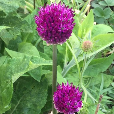 Allium hollandicum 'Purple Sensation' syn. Allium 'Purple Sensation', Allium aflatunense 'Purple Sensation'
