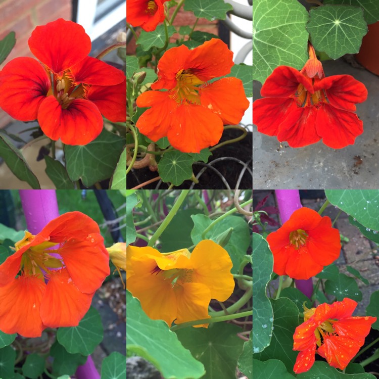 plant image 405948