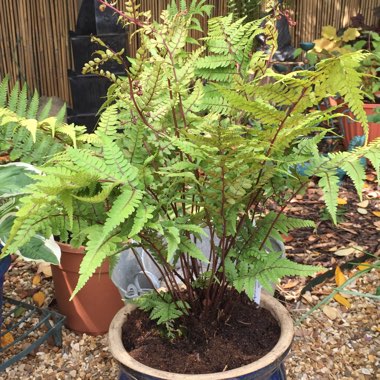 Athyrium otophorum var. okanum
