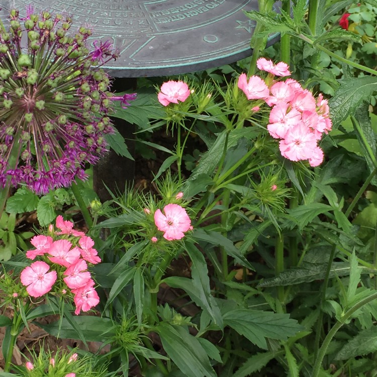 Plant image Dianthus barbatus