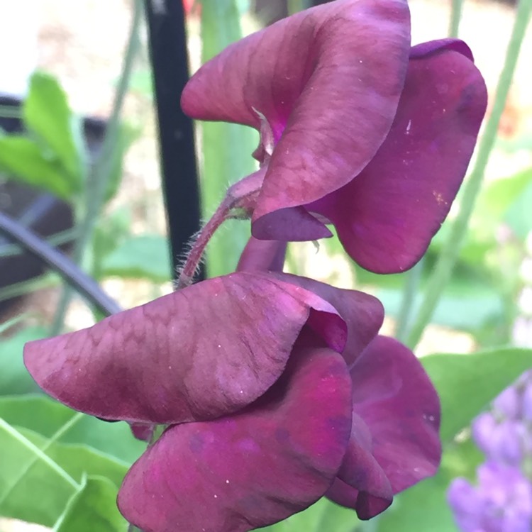 Plant image Lathyrus Odoratus 'Black Knight'