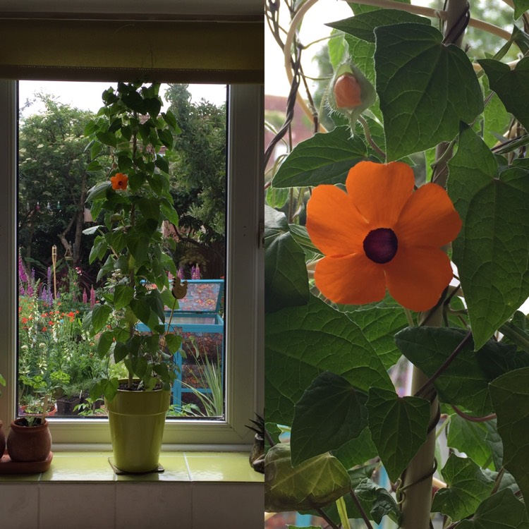 Plant image Thunbergia alata