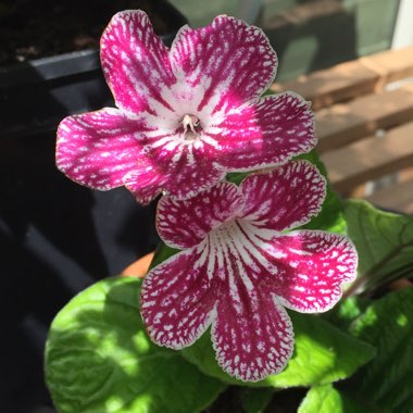 Streptocarpus 'Polka Dot Red'