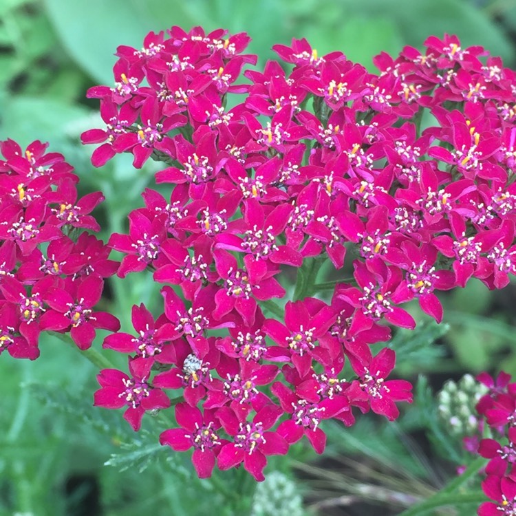 Plant image Achillea Millefolium 'Cerise Queen' syn. Achillea Millefolium 'Cherry Queen'