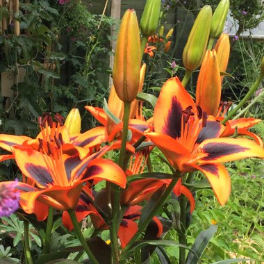 Lilium 'Popstar' syn. Lilium 'Lily Allen'