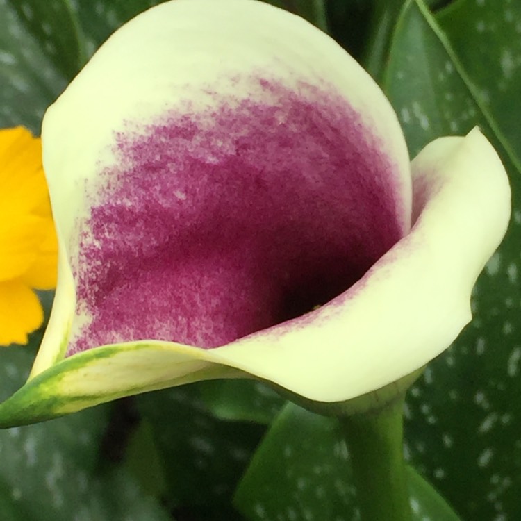 Plant image Zantedeschia elliottiana 'Picasso'