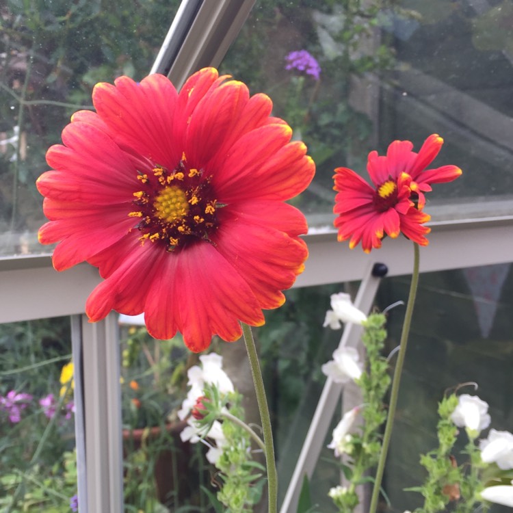 Plant image Gaillardia