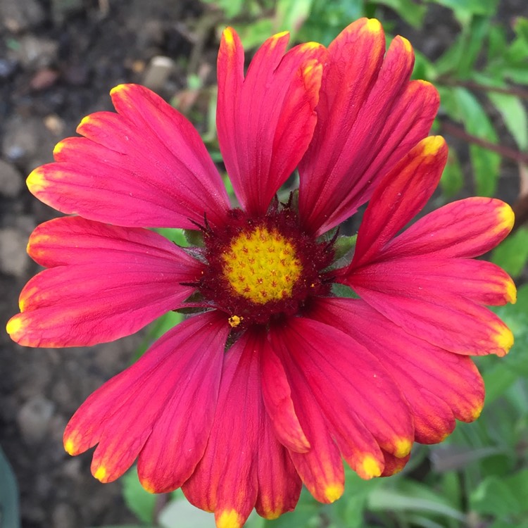 plant image 529695