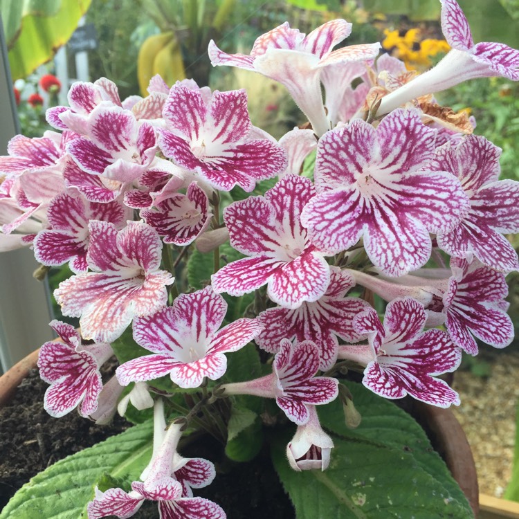 plant image 559456