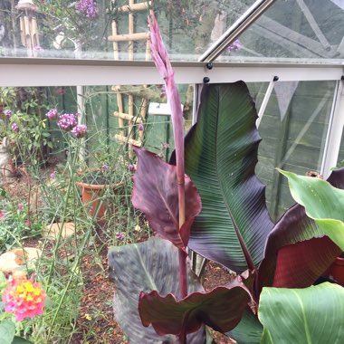 Canna 'Phasion' syn. Canna 'Durban', Canna 'Tropicanna', Canna 'Inferno'