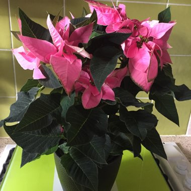 Euphorbia pulcherrima 'J'Adore Pink' (J'Adore Series)