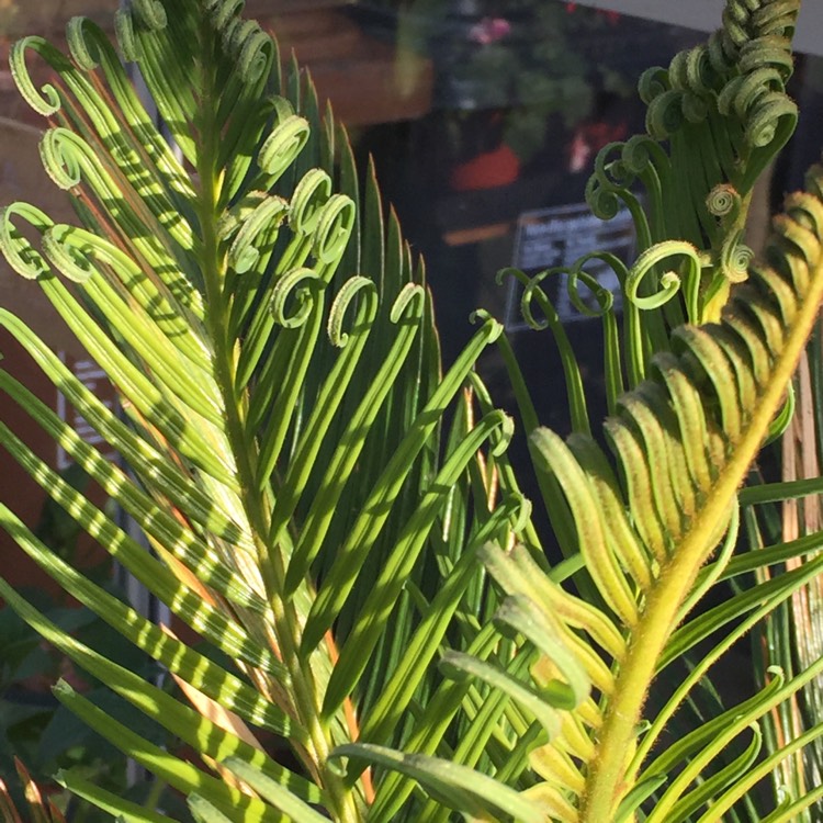 plant image 583589