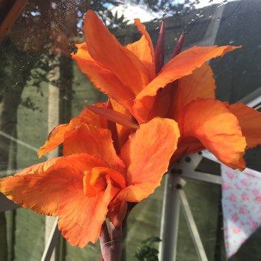 Canna 'Phasion' syn. Canna 'Durban', Canna 'Tropicanna', Canna 'Inferno'