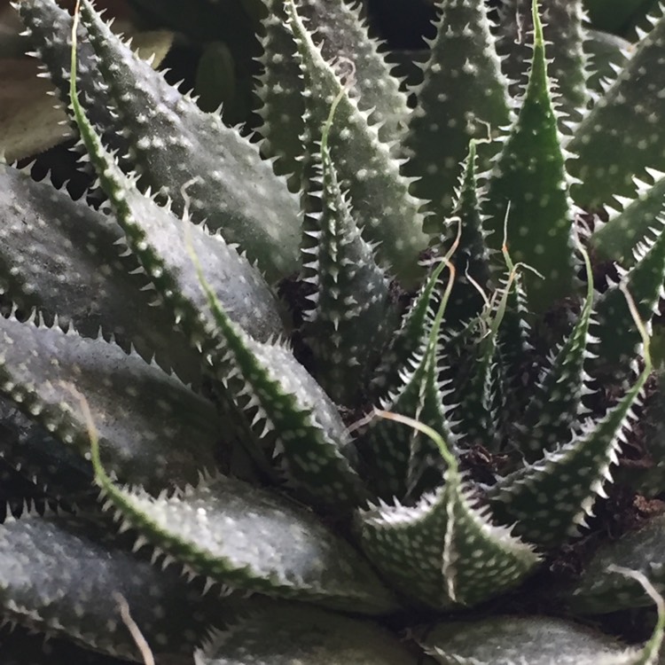 plant image 586541