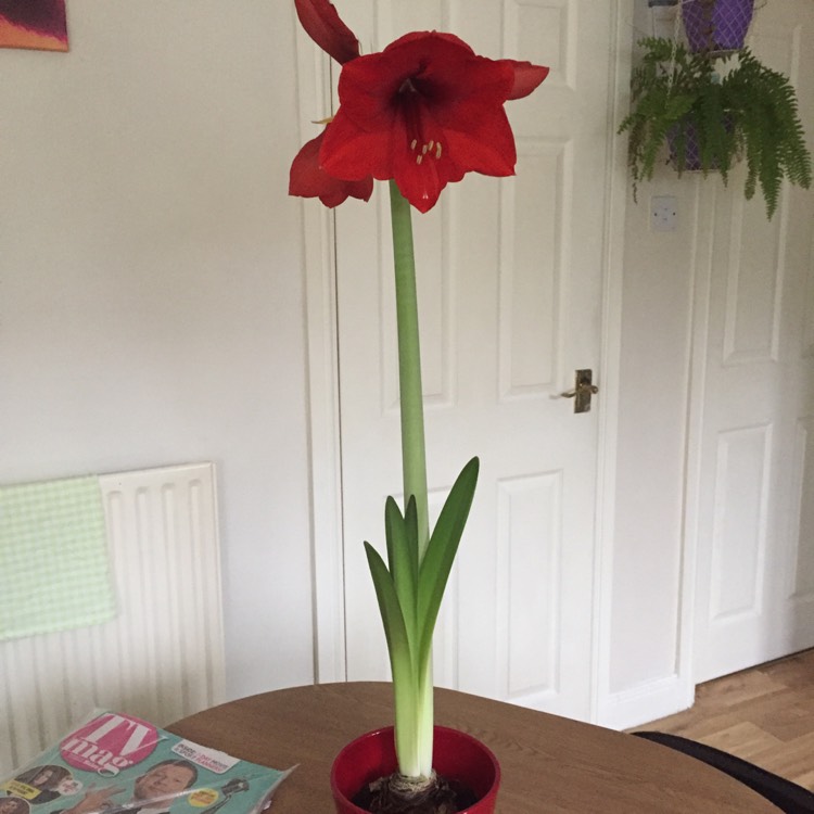 Plant image Hippeastrum 'Ferrari'