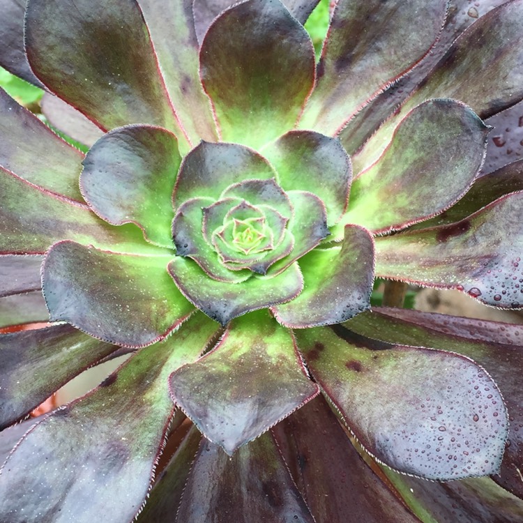 Aeonium Voodoo, Aeonium 'Voodoo' - uploaded by @hayleyaj