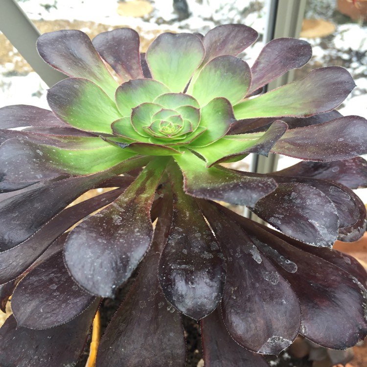 Aeonium Voodoo, Aeonium 'Voodoo' - uploaded by @hayleyaj