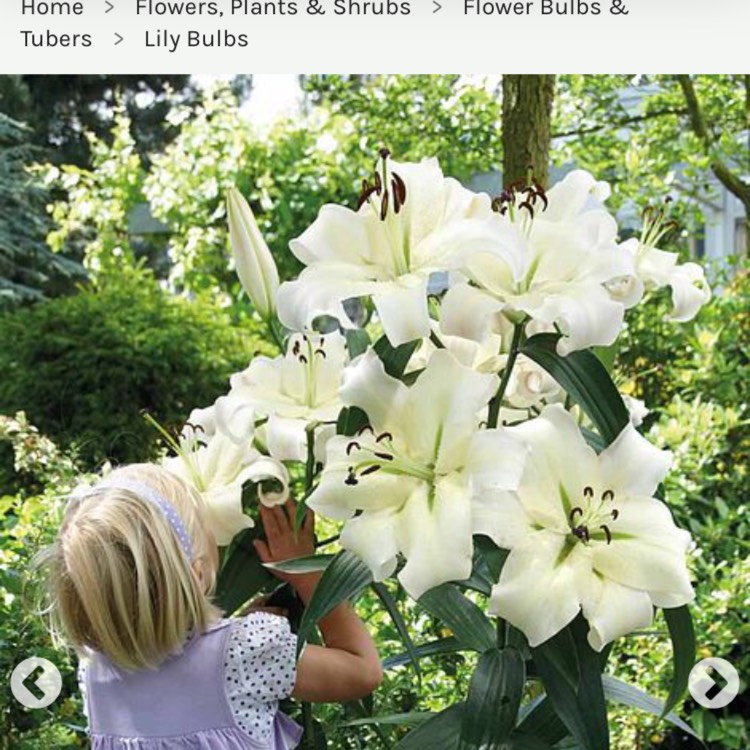 plant image 639524 plant image 639524