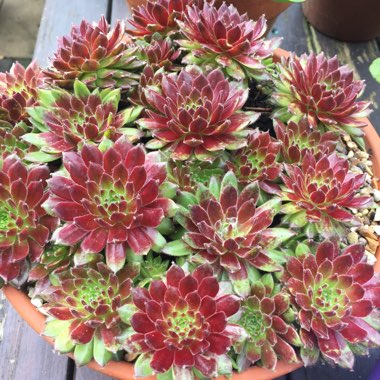 Sempervivum
