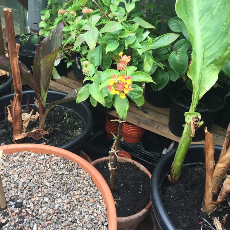 plant image 652806 plant image 652806