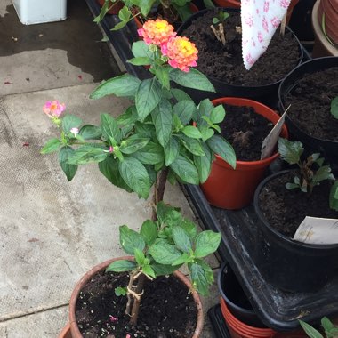 Lantana camara 'Calippo Tutti Frutti'