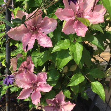 Clematis 'Pink Fantasy'