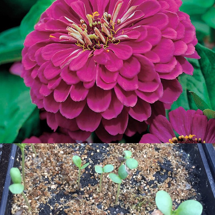 Plant image Zinnia elegans 'Purple Prince'