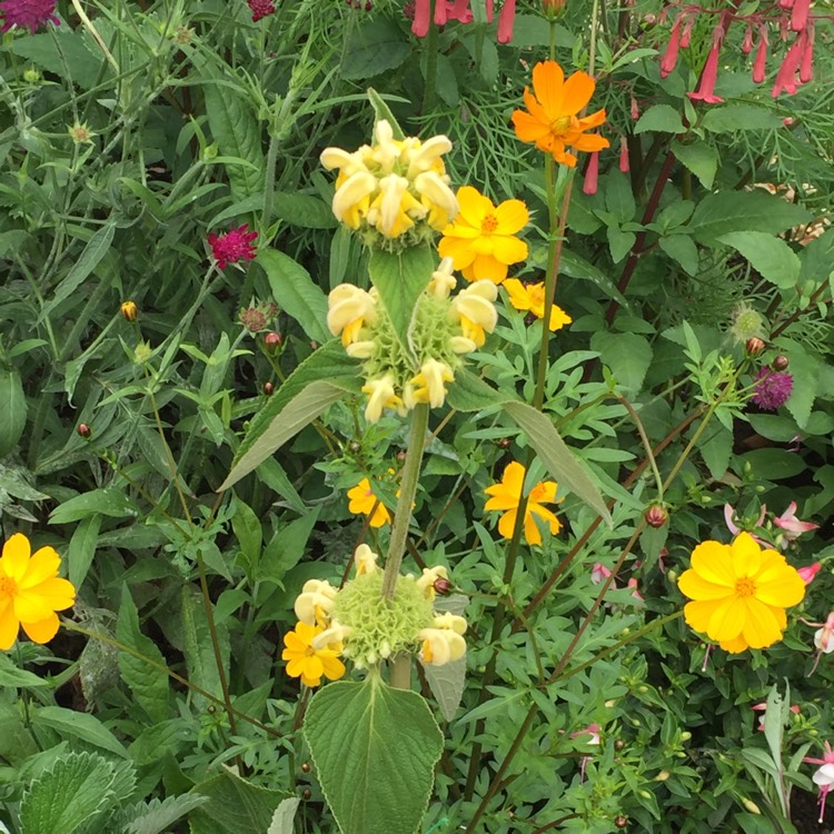plant image 747766 plant image 747766