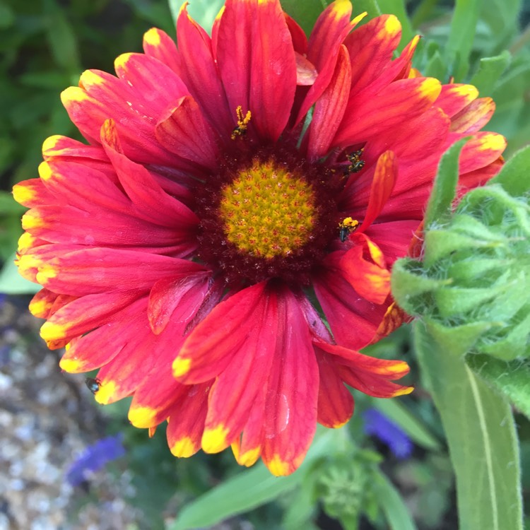 Plant image Gaillardia