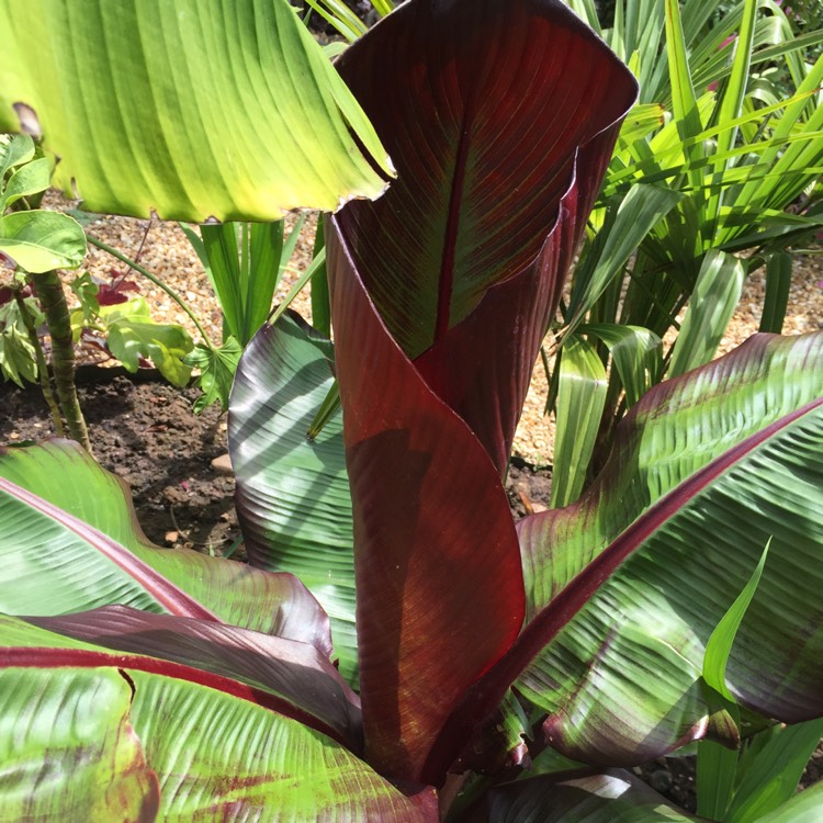 plant image 757017 plant image 757017
