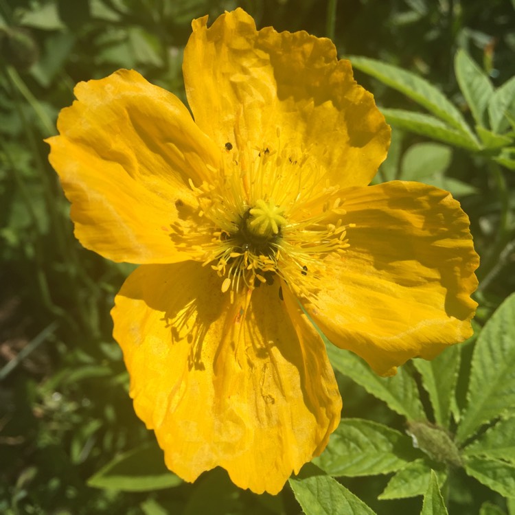 plant image 761531