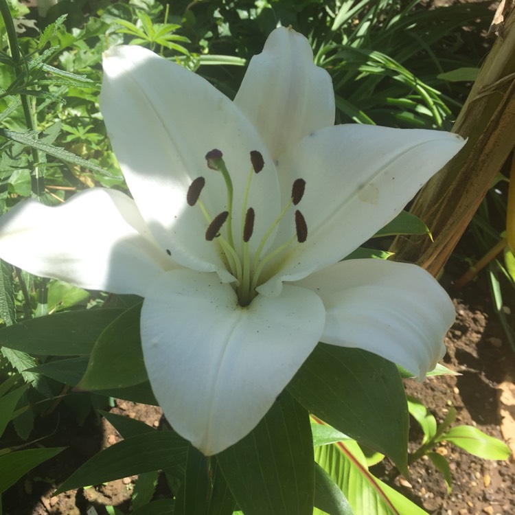 plant image 766336 plant image 766336