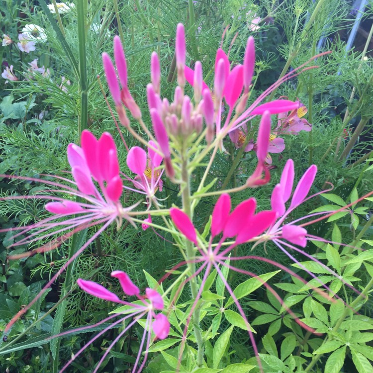 plant image 782532 plant image 782532