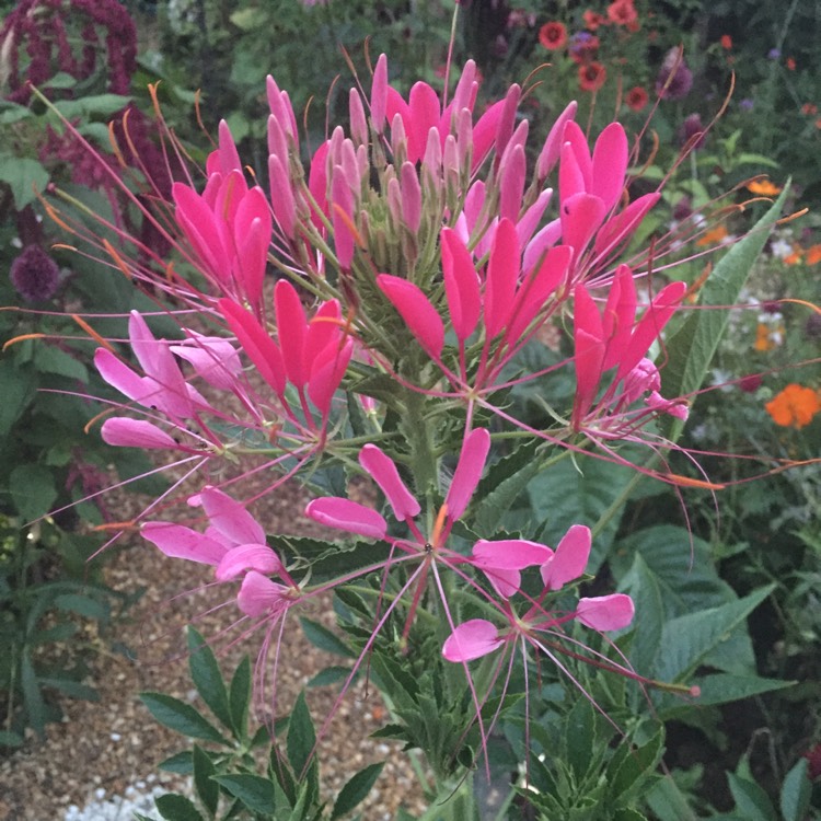 plant image 787597 plant image 787597