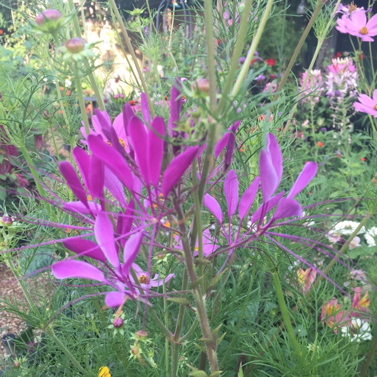 plant image 787935 plant image 787935