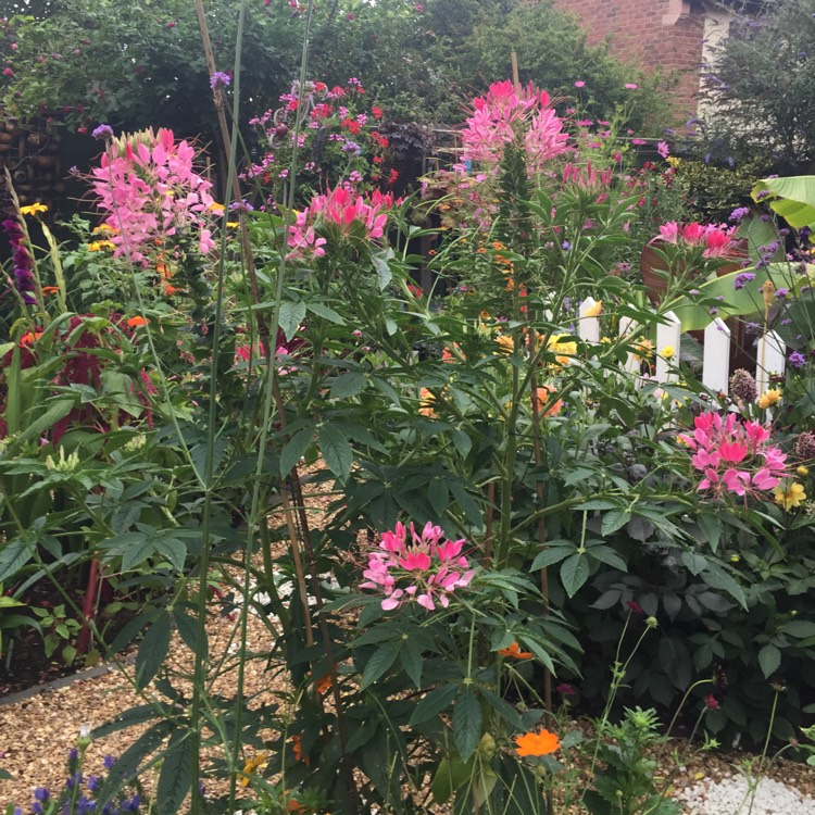plant image 803111 plant image 803111
