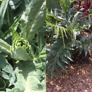 Cynara Scolymus