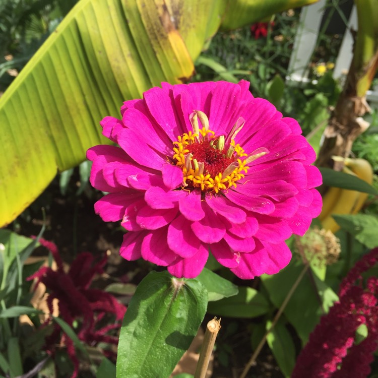 plant image 811125