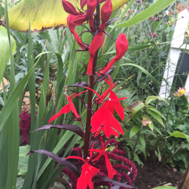 plant image 817845 plant image 817845