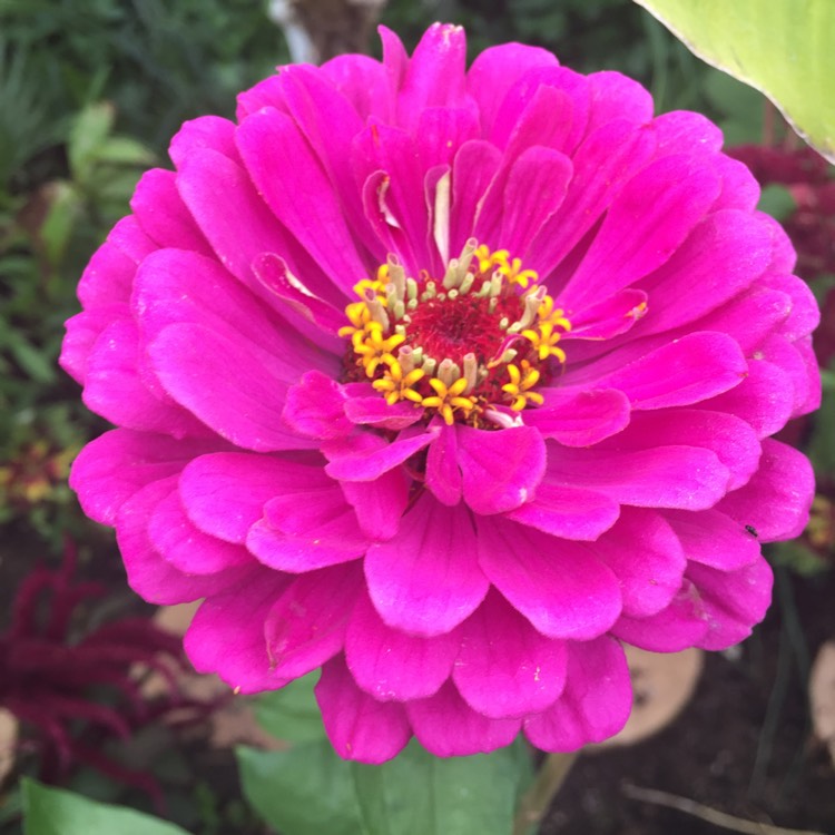 plant image 817847