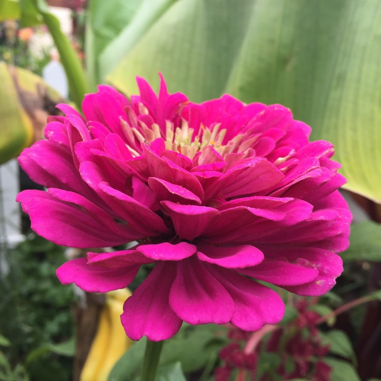 plant image 823553
