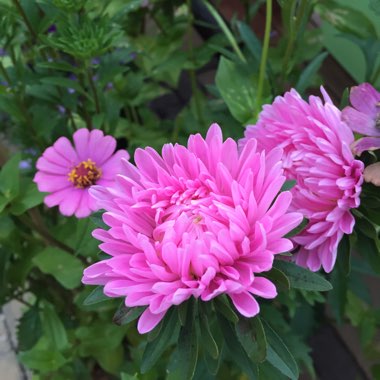 Callistephus Chinensis
