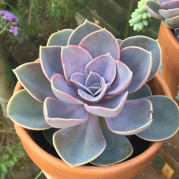 plant image 837467